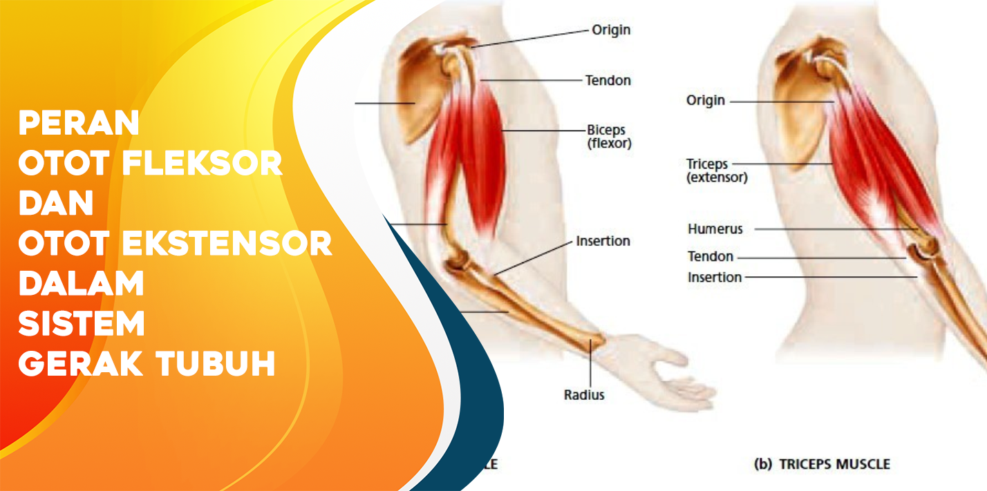 Peran Otot Fleksor dan Otot Ekstensor Dalam Sistem Gerak Tubuh